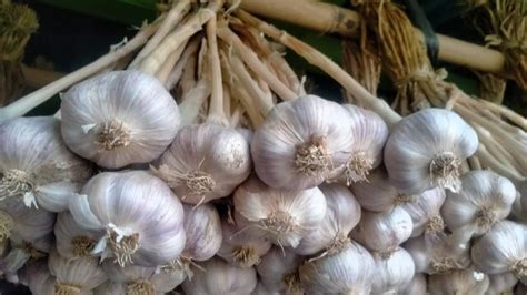 Impor Bawang Putih Di Indonesia Sudah Sesuai Ketentuan Dan Tidak