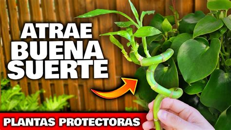 Plantas Que Atraen La Buena Suerte Y El Dinero Seg N El Feng Shui