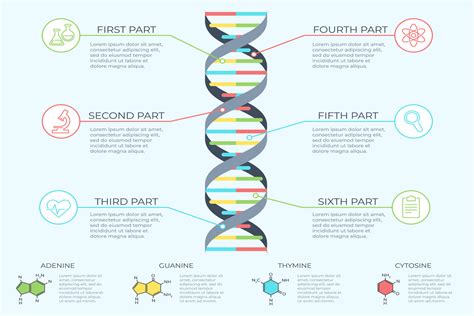 DNA Infographic Graphic by tartila.stock · Creative Fabrica