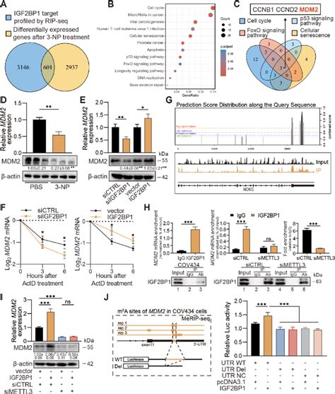 Igf Bp Recognizes And Regulates Mdm Mrna In An M A Dependent