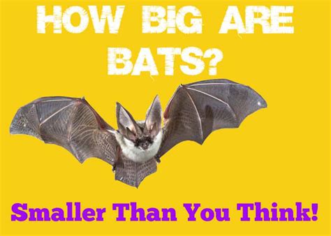 How Big Are Bats: The Smallest and Largest In The World