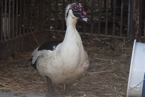 In Ovo Sexing Of Muscovy And Mule Duck Eggs Poultry World