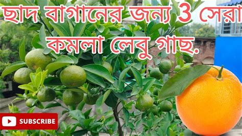 ছাদ বাগানের জন্য 3টি সেরা কমলা লেবু গাছ 3 Best Mandarinorange Tree