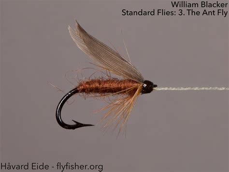 William Blacker Standard Flies 3 The Ant Fly