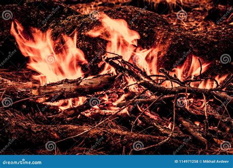 Tourist Bonfire In The Wild Forest Stock Photo Image Of Danger Night