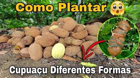 Como Plantar Cupua U Para Produzir R Pido Aprenda A Plantar Um P