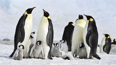 Scientists Discover Emperor Penguin Colony in Antarctica - Tomorrow's ...