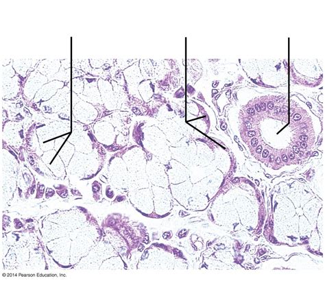 Histology Of A Mixed Salivary Gland Diagram Quizlet