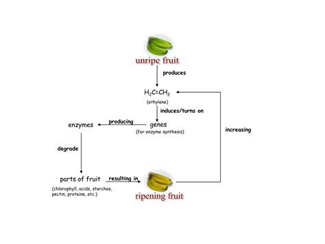 Fruit ripening | PPT