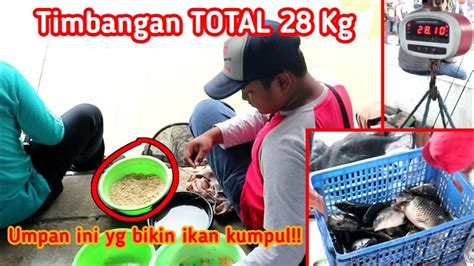 UMPAN UNTUK BENDINGAN BOMAN NARIKIN TERUS 28Kg YouTube