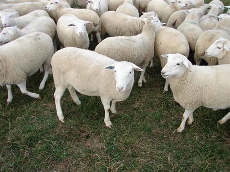 Dorper Sheep Truths And Myths Cornell Small Farms