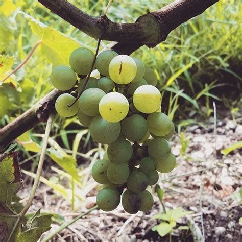 #Chardonnay grapes almost ready for 2016 #harvest | Grapes, Chardonnay ...