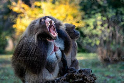 Alpha male of Gelada Baboon - Theropithecus gelada, beautiful ground primate 16070077 Stock ...