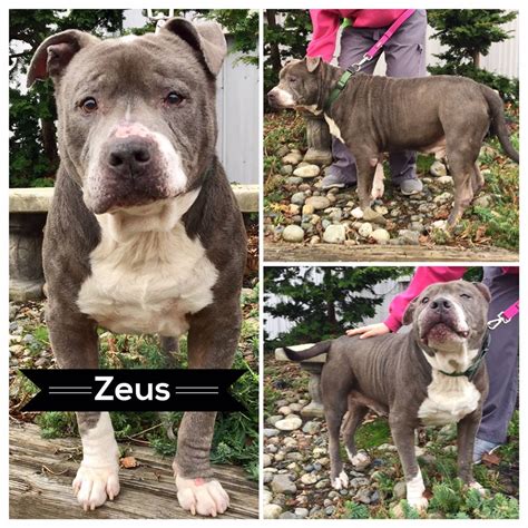 Zeus • Old Dog Haven