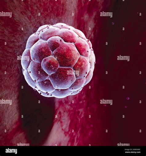 Human Blastocyst Computer Artwork Of A Blastocyst Embryo About To