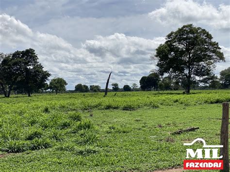 Mil Fazendas Fazenda De Alqueires Hectares Em Jussara Go