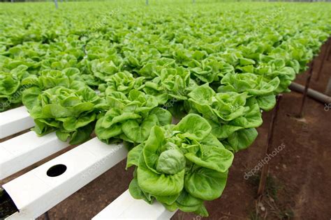 Pictures : butter lettuce | Hydroponic butterhead lettuce — Stock Photo ...