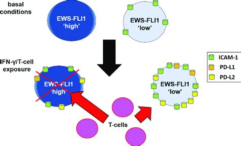 Schematic Proposed Mechanism By Which Cells In The EWS FLI1 Low State