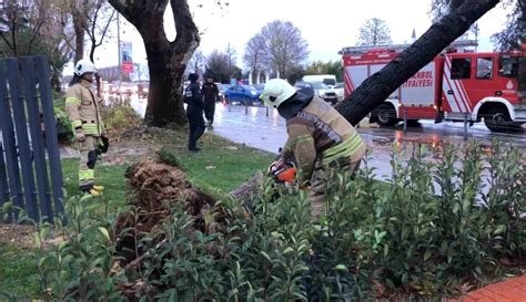 Maltepe sahilinde şiddetli rüzgarın etkisiyle ağaç devrildi Haberler