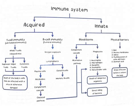 Mcat Bio Flashcards Quizlet