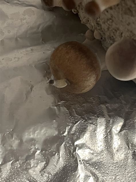 Mushroom growing a mushroom : r/shrooms