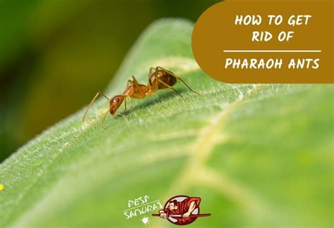 How to Get Rid of Pharaoh Ants | Safe & Effective Methods - Pest Samurai