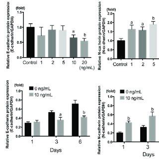 Rt Pcr Showing The Dose Response And Time Course Of E Cadherin Mrna