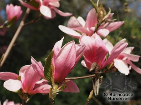 Magnolia From Burncoose Nurseries Page 2