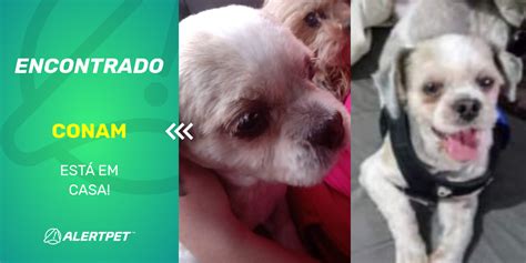 Cachorro Encontrado S O Paulo Sp Conam Alertpet