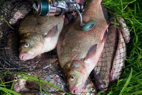 Two Big Freshwater Common Bream Fish And Fishing Rod With Reel On