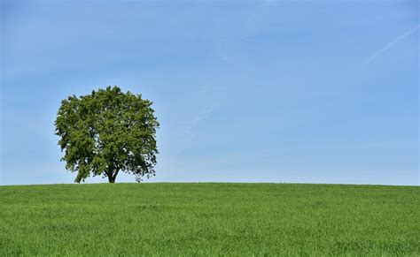 Árbol Prado De Hoja Caduca Foto gratis en Pixabay Pixabay