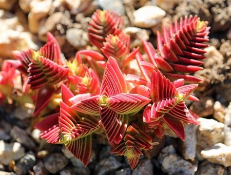 Plantfiles Pictures Crassula Species Pagoda Village Red Pagoda Shark S Tooth Crassula