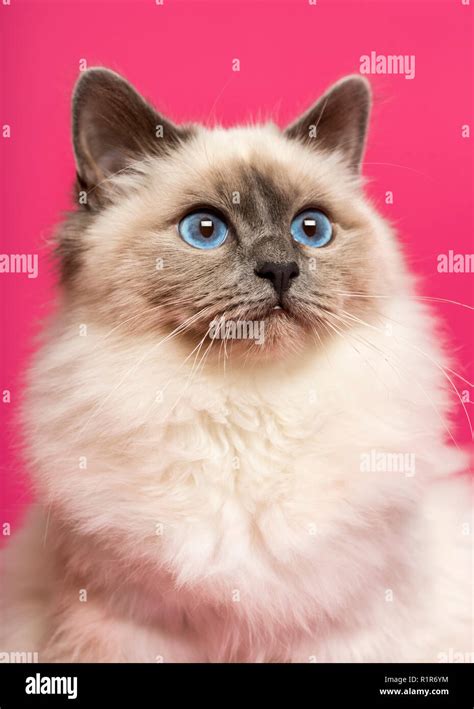 Close Up Of A Birman Cat Looking Up On Pink Background Stock Photo