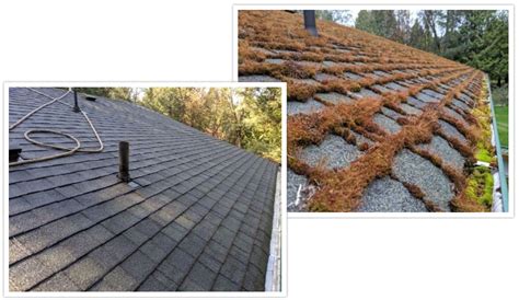 When S The Best Time To Remove Roof Moss MossAway Roof Moss Removal