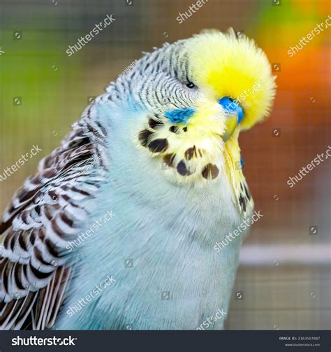 54 Blue English Budgie Royalty-Free Images, Stock Photos & Pictures ...