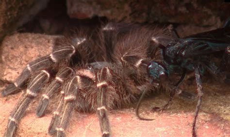 V Deo Conhe A As Vespas Ca Adoras De Aranha Campinas E Regi O G