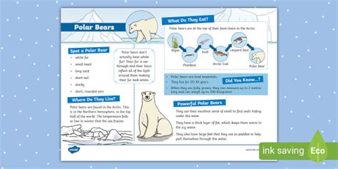 What Do Polar Bears Eat Get The Answer In This Fact File