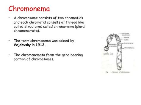 Chromosome Structure & Function