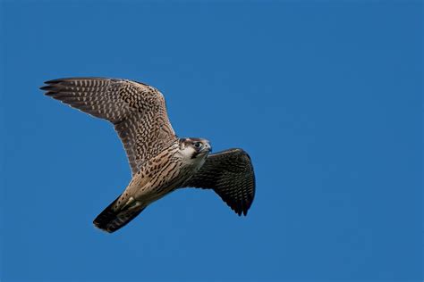 thousand islands life    grandfathers peregrine