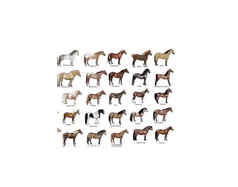 Basic Horse Breeds Quiz