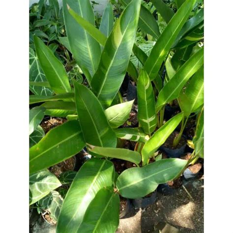 Jual Tanaman Hias Heliconia Herconia Varigata Pisang Pisangan