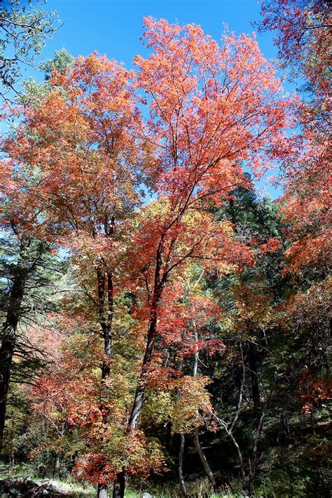 Ramsey Canyon Fall Colors At Ramsey Canyon Preserve Part Flickr