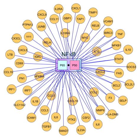 The Target Gene Regulatory Network Nf B Rela P The Most Common