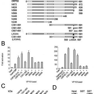 In Vivo And In Vitro Interaction Of ORF50 With CBP A The Domains Of