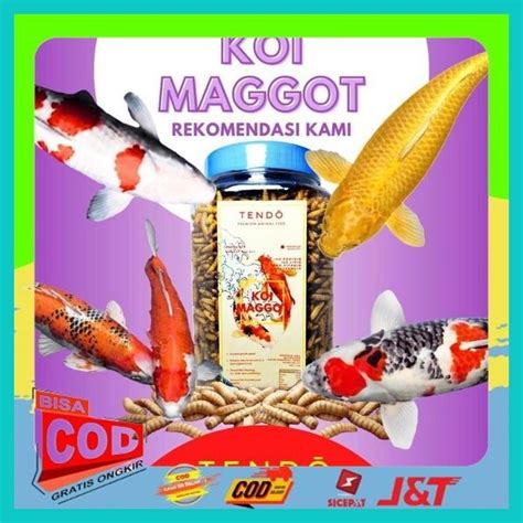 Jual Maggot Kering Pakan Makanan Ikan Arwana Koi Channa Cana Super Red