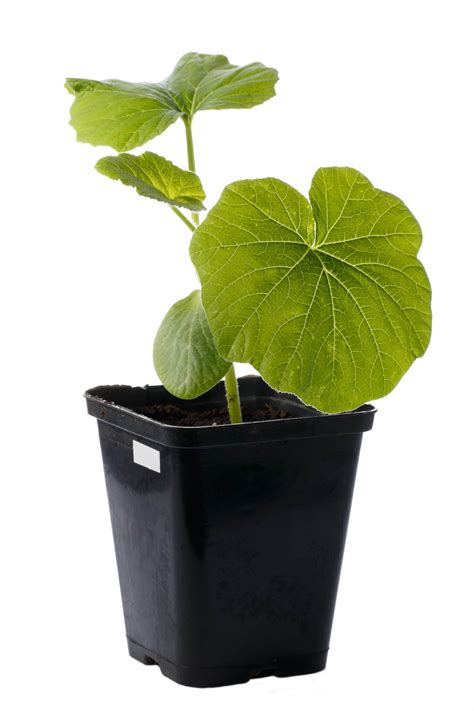 How to Grow Pumpkins in Containers: Small Space Gardening