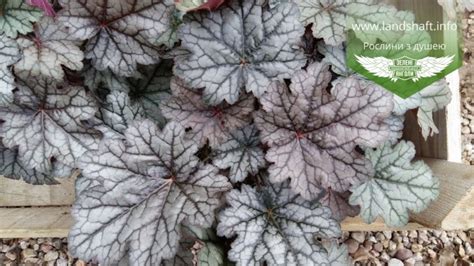 Heuchera World Caffe Corretto