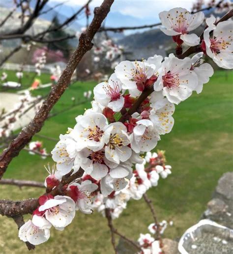 Come Riconoscere Alberi Da Frutto Dai Loro Fiori