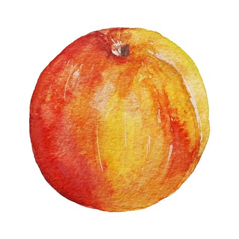 Premium Photo Apricot Fruit Watercolor Isolated On White