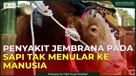 Penyakit Jembrana Pada Sapi Tak Menular Ke Manusia YouTube